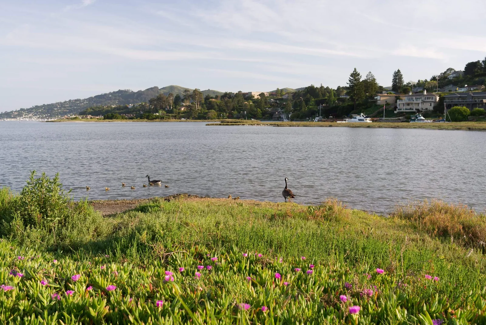 Homes on the Strawberry peninsula seen across Richardson Bay in Marin County