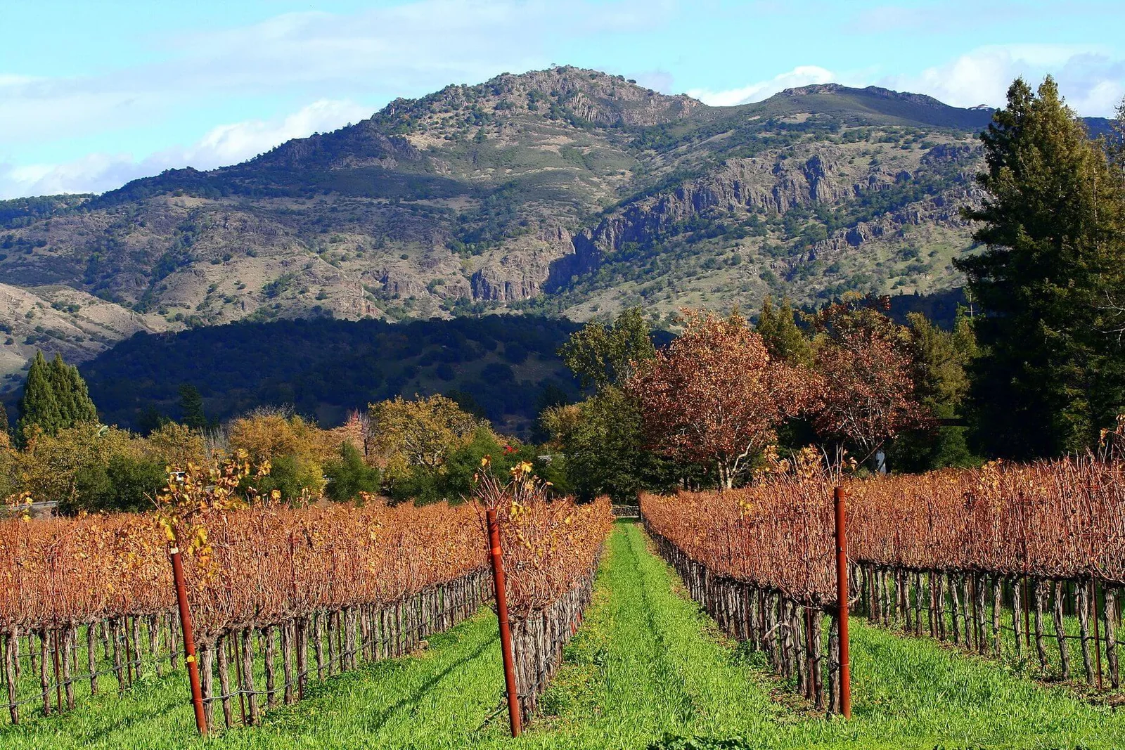 Autumn in the Napa Valley vineyards