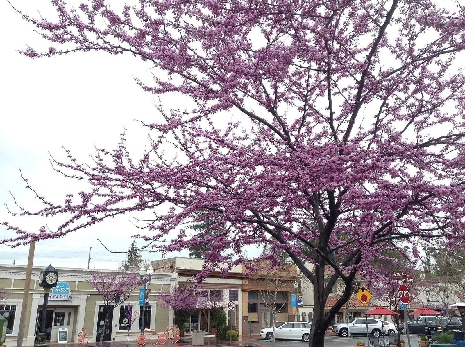 Cherry blossoms in bloom on Grant Street in downtown Novato