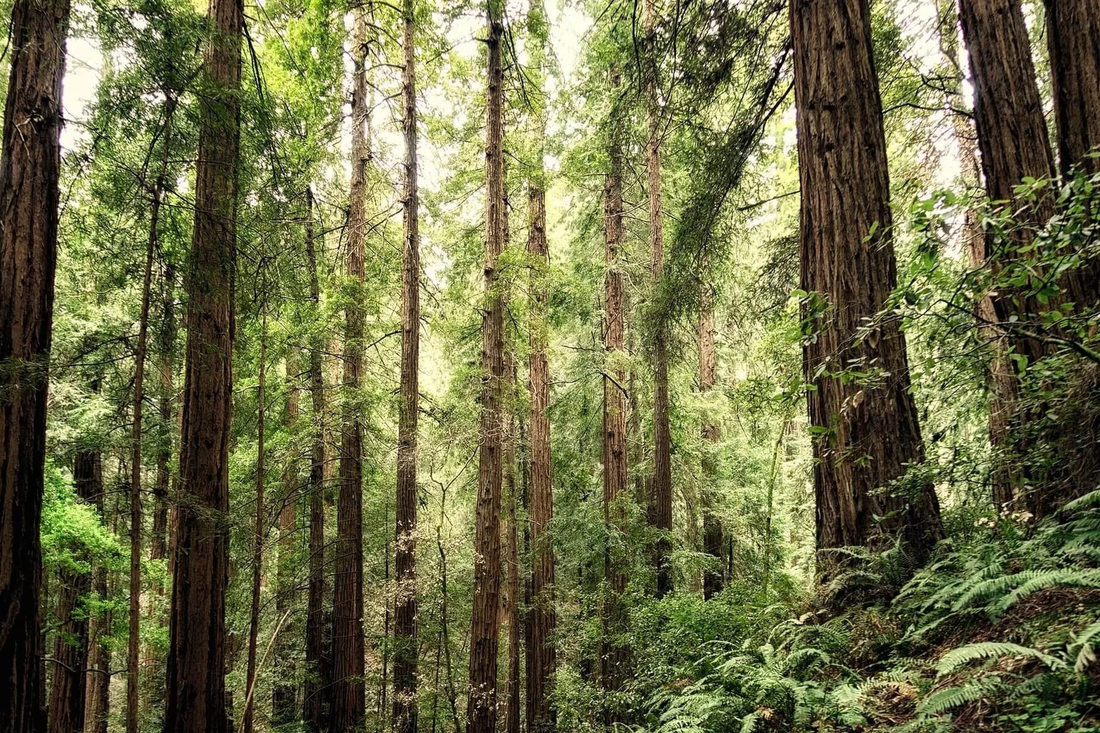 A wall of coast redwoods in Marin County