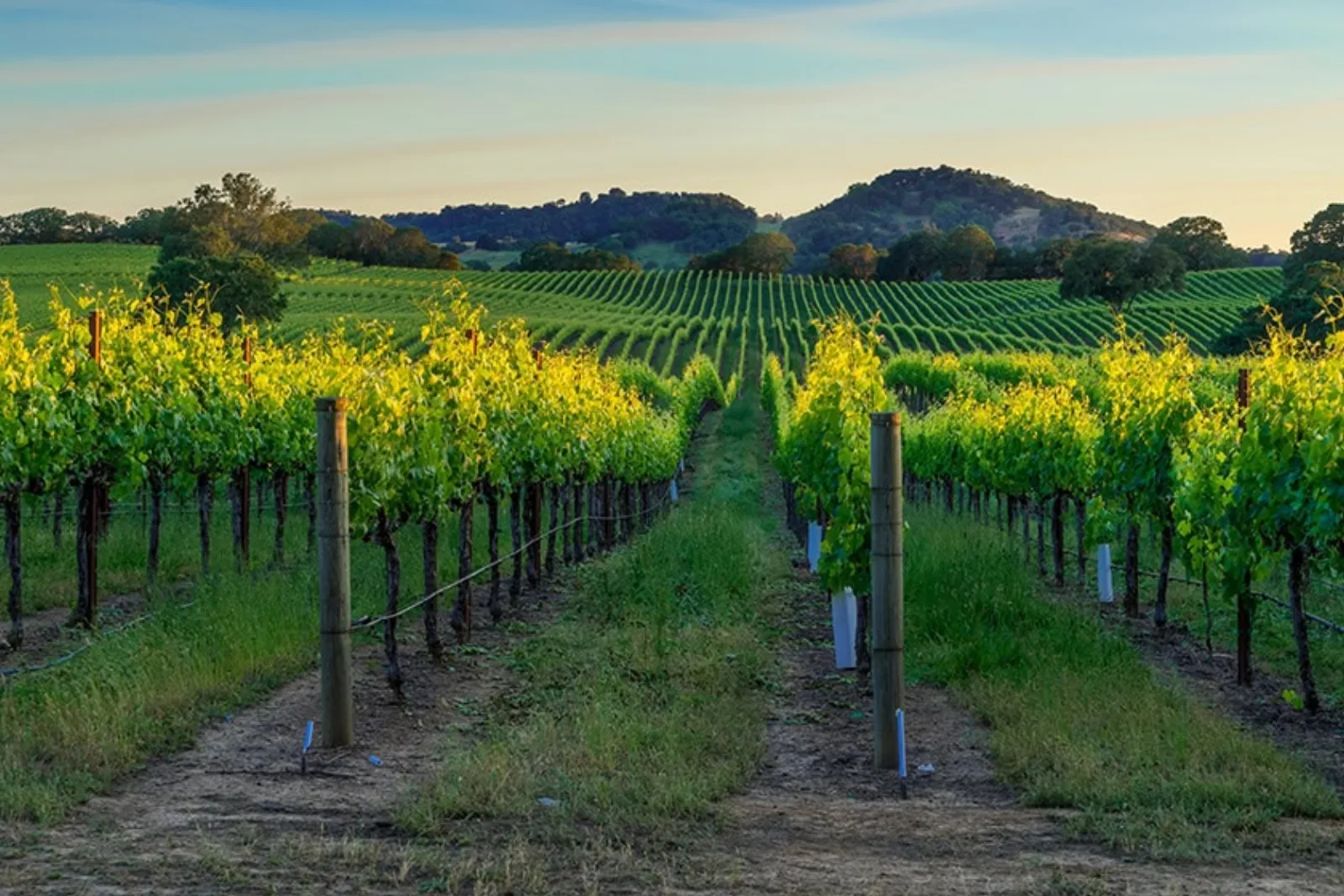 Rows of grapevines in a Sonoma County vineyard with oak-covered hills in the distance.