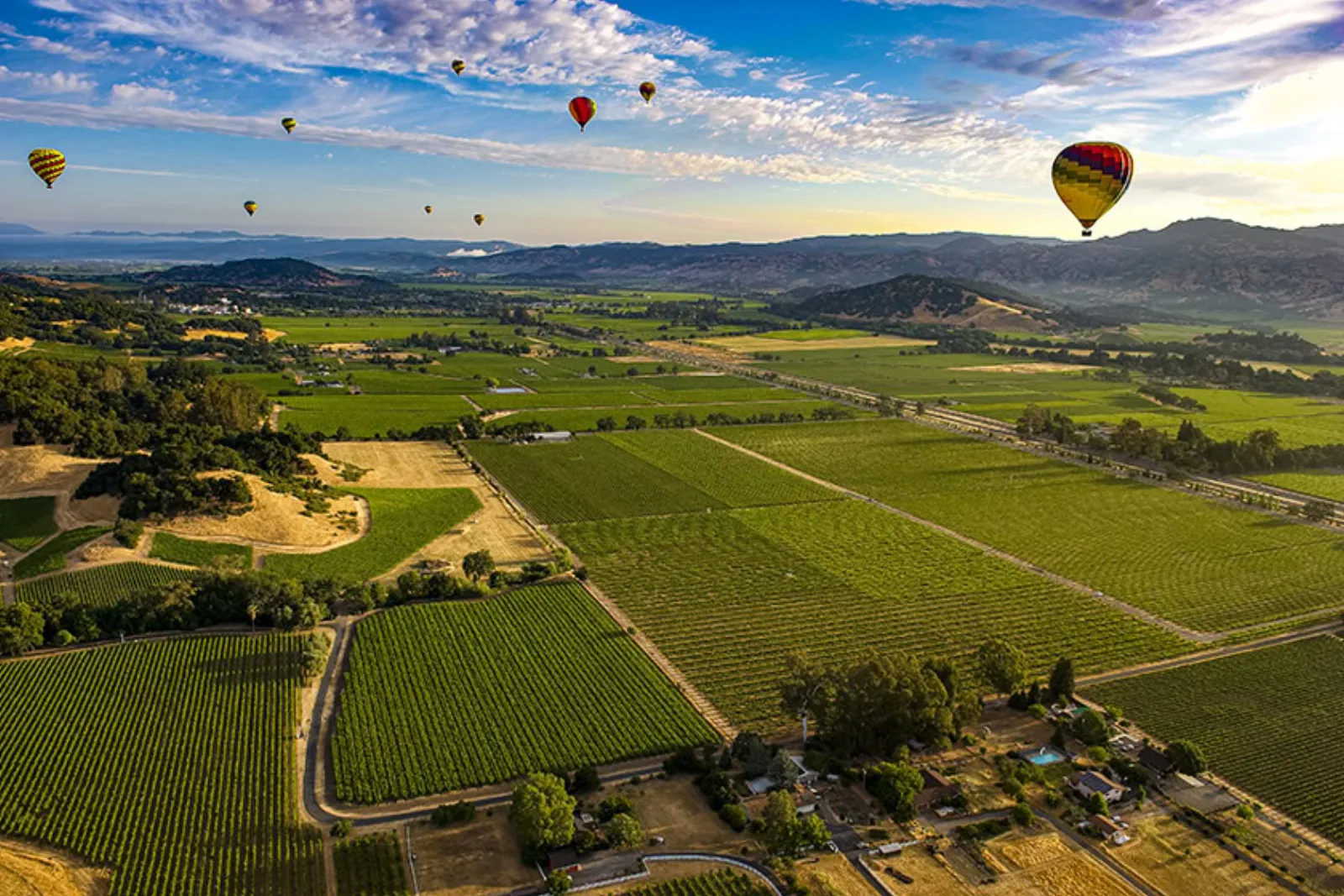 Napa County vineyard in the valley with hot air balloons drifting over the vines at sunrise.